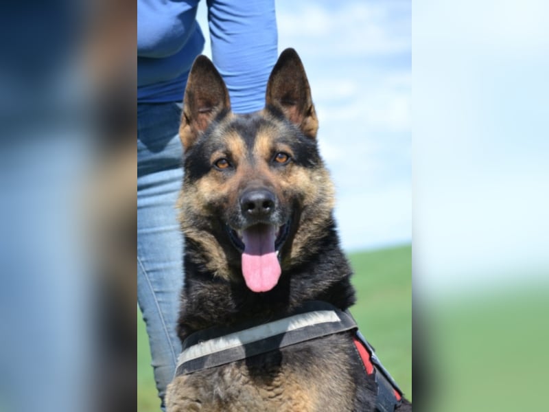 Lucas, ein loyaler Begleiter