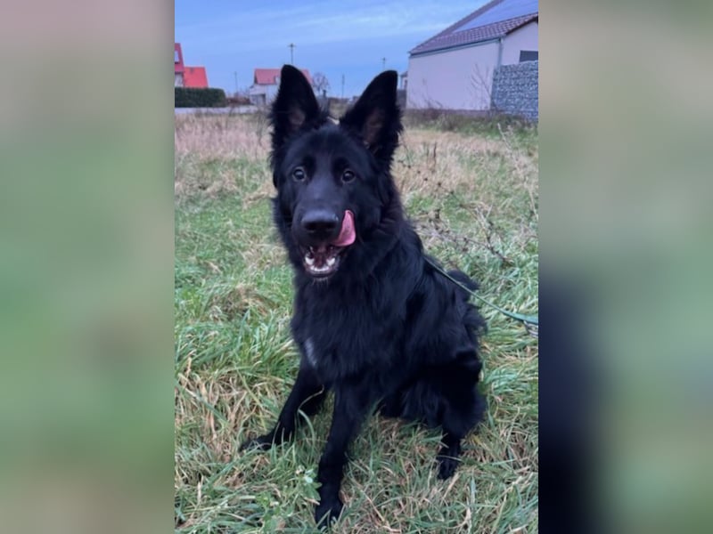 Bodhi - Neues Jahr, neues Glück? (67489 Kirrweiler)