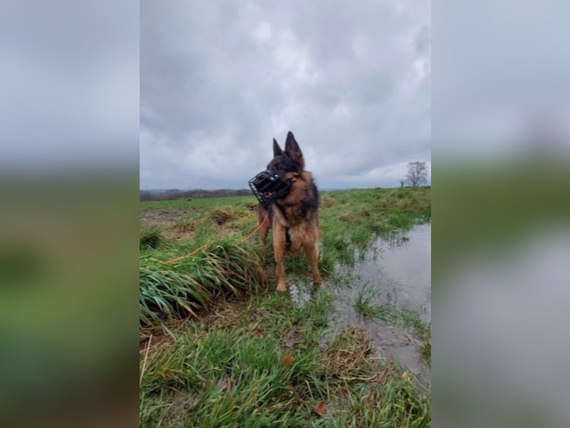 Zweite Chance für Schäfi Mike gesucht! (45257 Essen)
