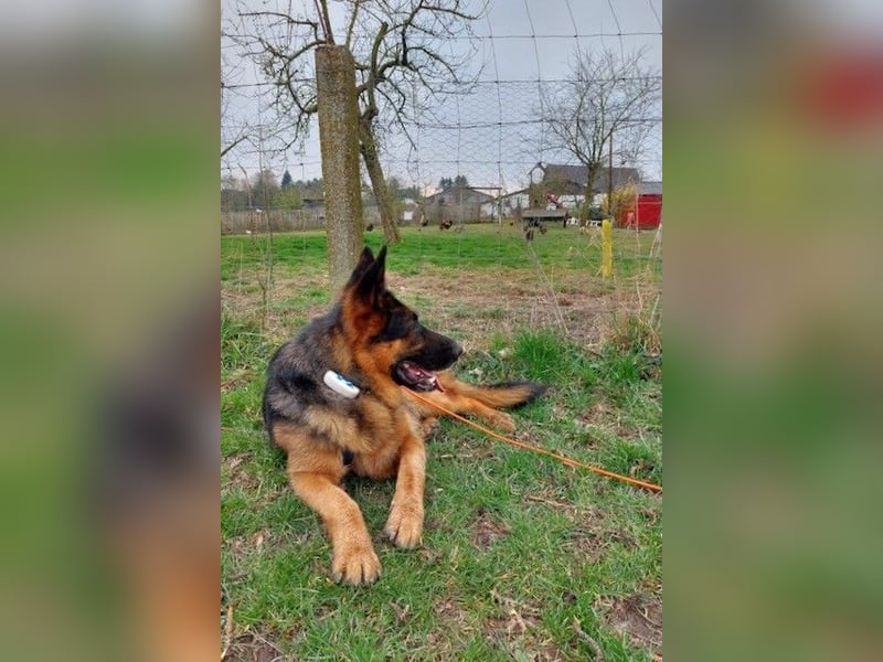 Zweite Chance für Schäfi Mike gesucht! (45257 Essen)