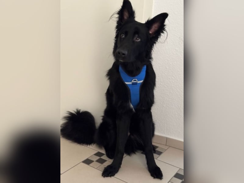 Bodhi - Neues Jahr, neues Glück? (67489 Kirrweiler)