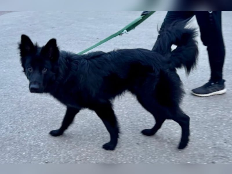 Bodhi - Neues Jahr, neues Glück? (67489 Kirrweiler)
