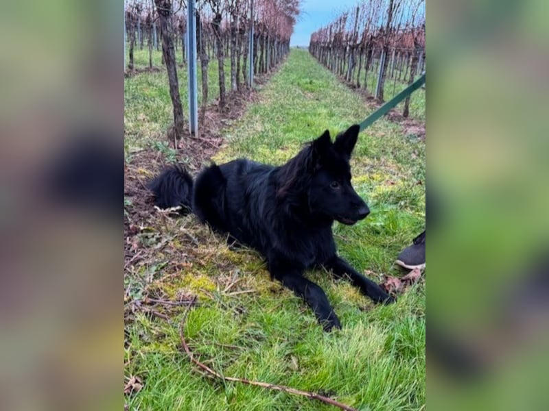 Bodhi - Neues Jahr, neues Glück? (67489 Kirrweiler)