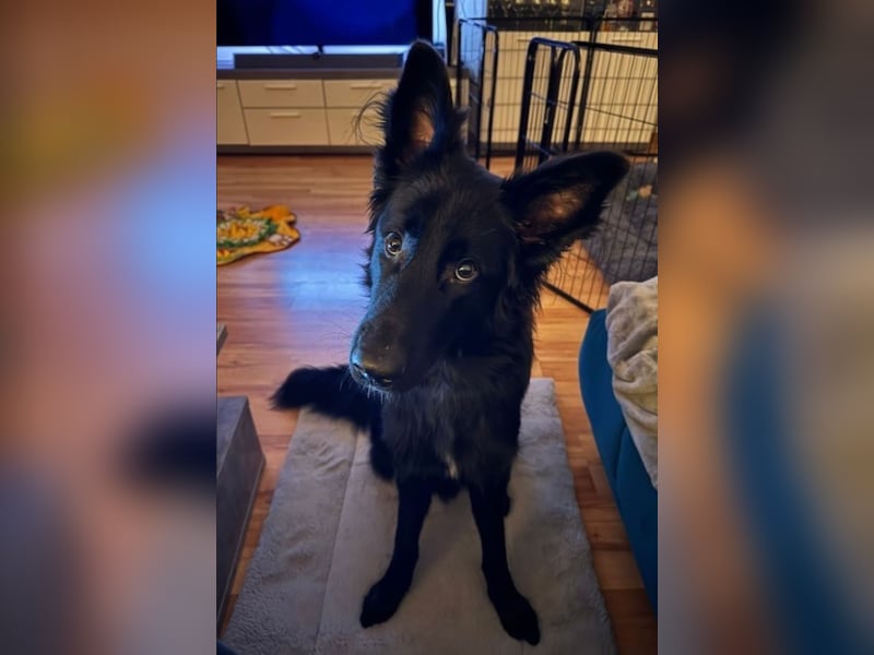Bodhi - Neues Jahr, neues Glück? (67489 Kirrweiler)