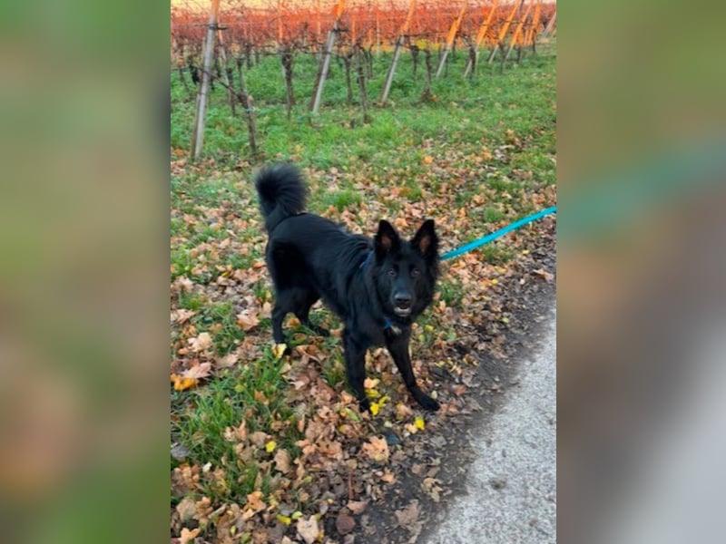 Bodhi - Neues Jahr, neues Glück? (67489 Kirrweiler)