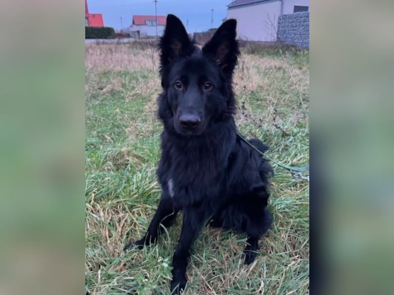 Bodhi - Neues Jahr, neues Glück? (67489 Kirrweiler)