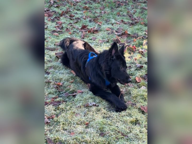 Bodhi - Neues Jahr, neues Glück? (67489 Kirrweiler)