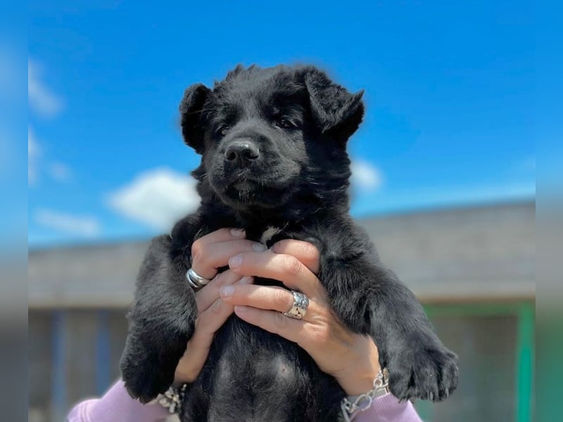 Bodhi - Neues Jahr, neues Glück? (67489 Kirrweiler)