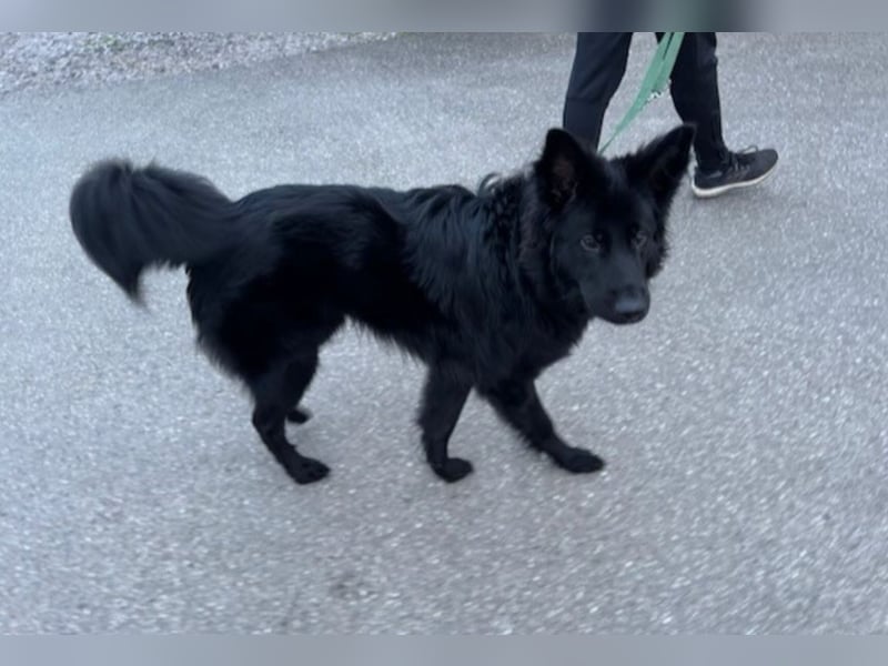 Bodhi - Neues Jahr, neues Glück? (67489 Kirrweiler)