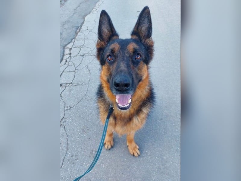 Zweite Chance für Schäfi Mike gesucht! (45257 Essen)