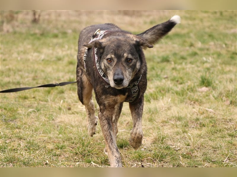 Bucki, Schäferhund-Mix, geb. 2014, sucht verständnisvollle, geduldige Besitzer