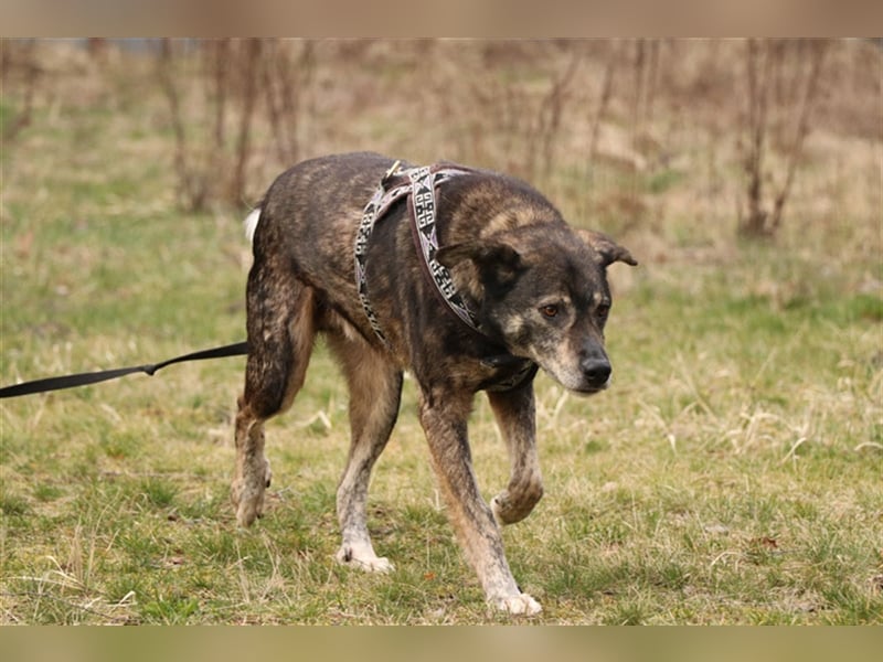 Bucki, Schäferhund-Mix, geb. 2014, sucht verständnisvollle, geduldige Besitzer