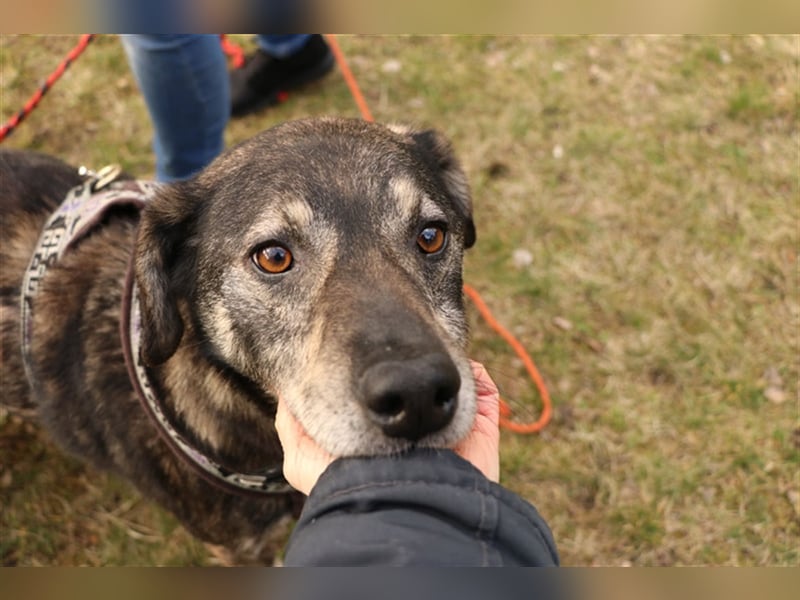 Bucki, Schäferhund-Mix, geb. 2014, sucht verständnisvollle, geduldige Besitzer