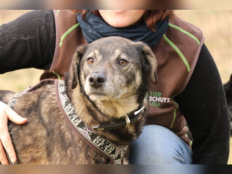 Bucki, Schäferhund-Mix, geb. 2014, sucht verständnisvollle, geduldige Besitzer