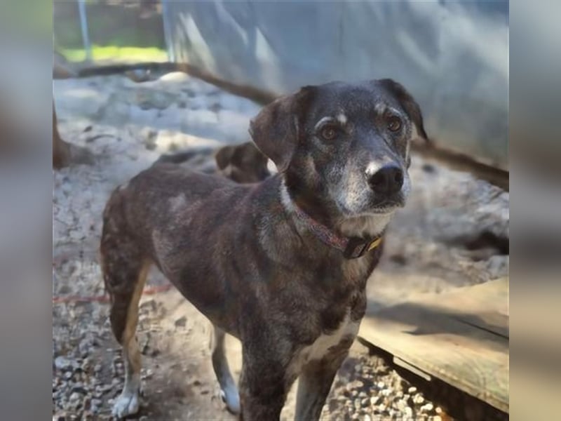 Bucki, Schäferhund-Mix, geb. 2014, sucht verständnisvollle, geduldige Besitzer