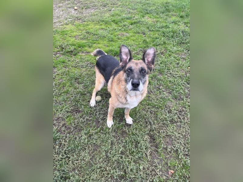 Toffifee - kastrierter Schäferhund (?) - Mischlingsrüde