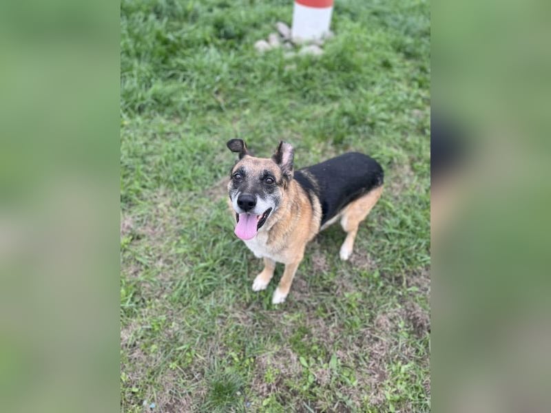 Toffifee - kastrierter Schäferhund (?) - Mischlingsrüde