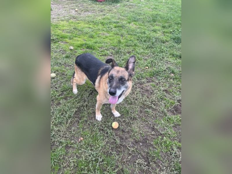 Toffifee - kastrierter Schäferhund (?) - Mischlingsrüde