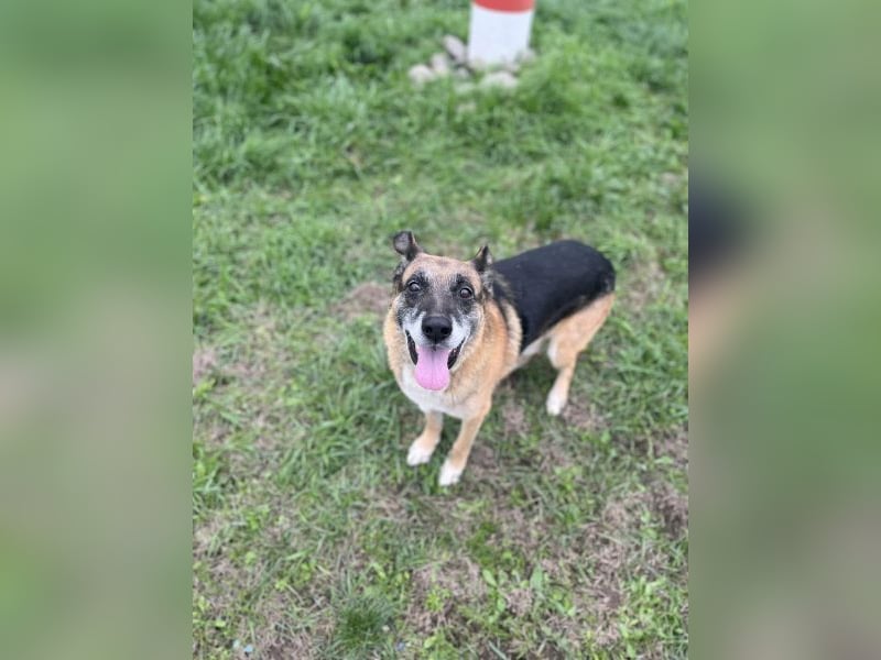 Toffifee - kastrierter Schäferhund (?) - Mischlingsrüde