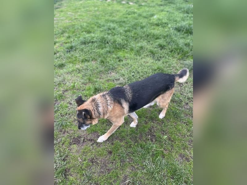 Toffifee - kastrierter Schäferhund (?) - Mischlingsrüde