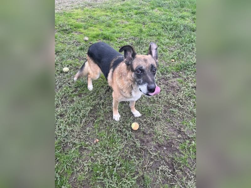 Toffifee - kastrierter Schäferhund (?) - Mischlingsrüde