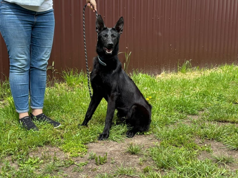Lupin, geboren 01.12.2023, 60cm sucht seine Aufgabe