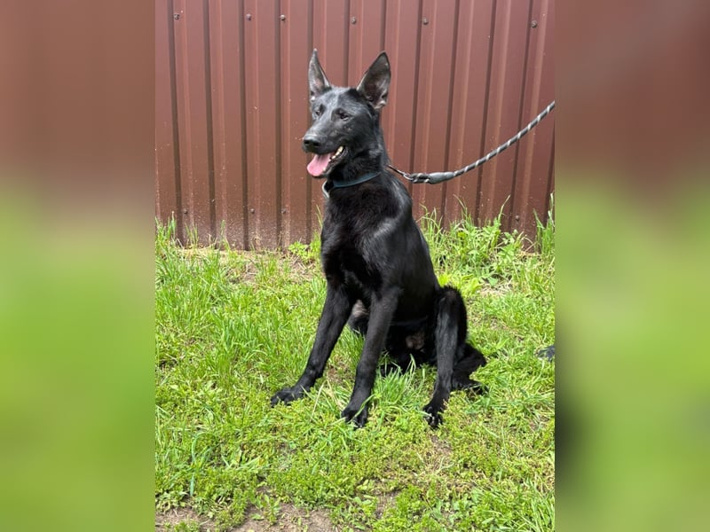 Lupin, geboren 01.12.2023, 60cm sucht seine Aufgabe