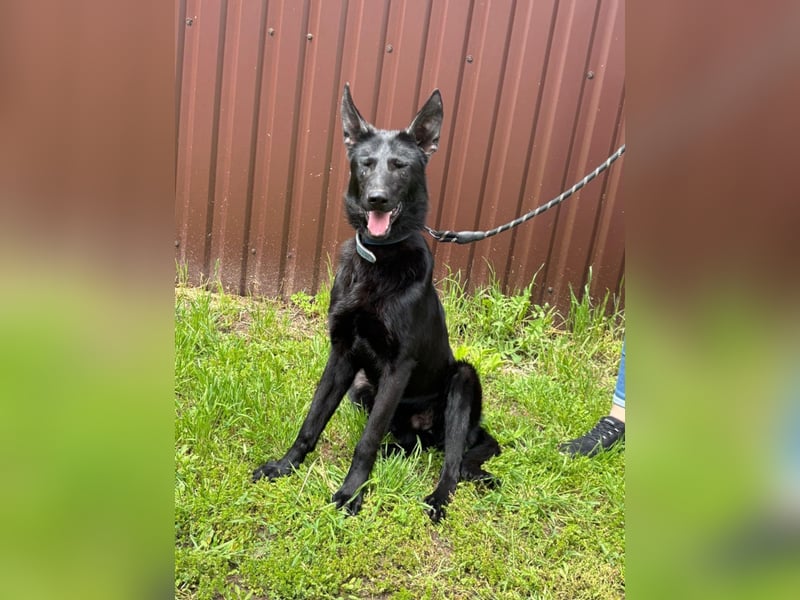Lupin, geboren 01.12.2023, 60cm sucht seine Aufgabe