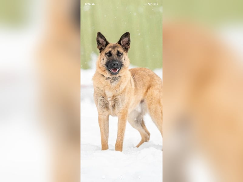Schäferhund Mischling Kewin sucht ein liebevolles Zuhause