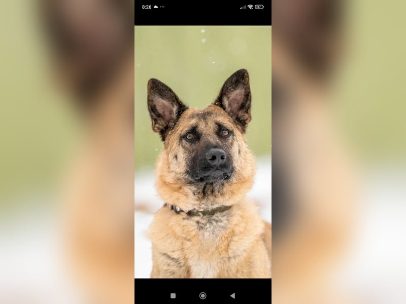 Schäferhund Mischling Kewin sucht ein liebevolles Zuhause