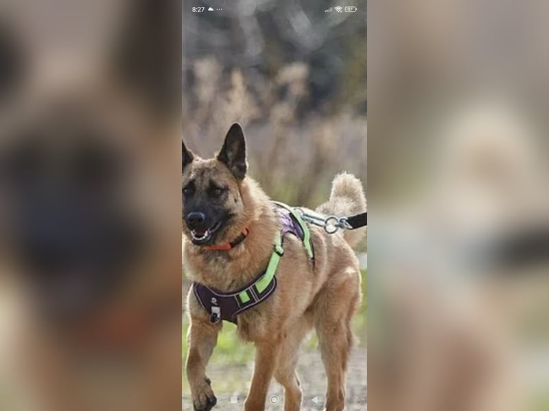Schäferhund Mischling Kewin sucht ein liebevolles Zuhause