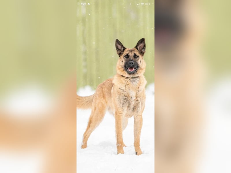 Schäferhund Mischling Kewin sucht ein liebevolles Zuhause
