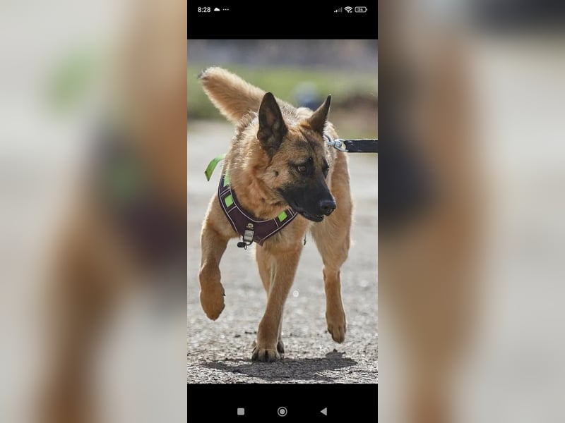 Schäferhund Mischling Kewin sucht ein liebevolles Zuhause