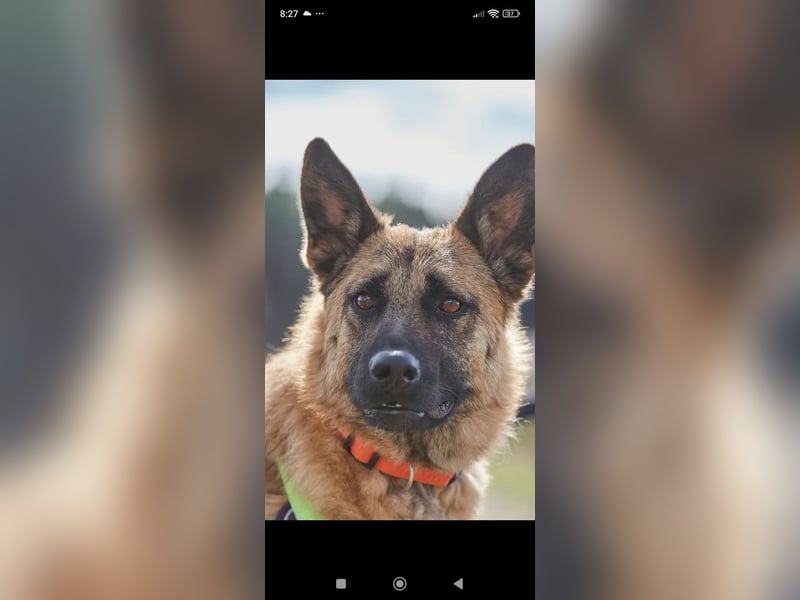Schäferhund Mischling Kewin sucht ein liebevolles Zuhause