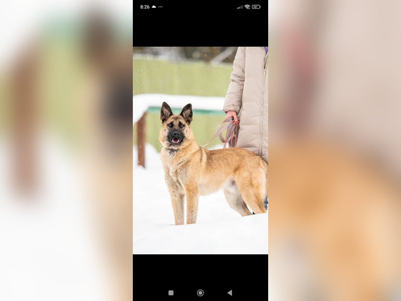Schäferhund Mischling Kewin sucht ein liebevolles Zuhause