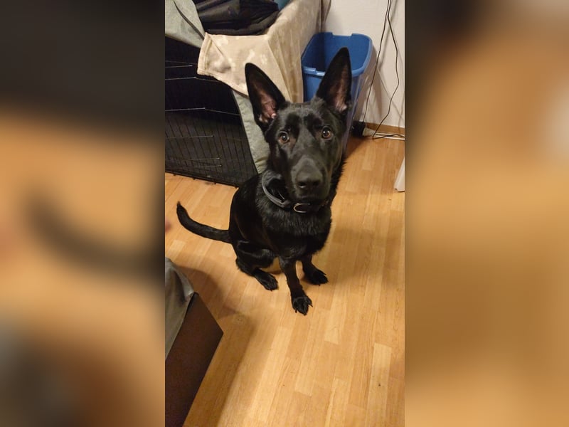 Schäferhund-Rüde Elio sucht dringend ein Zuhause