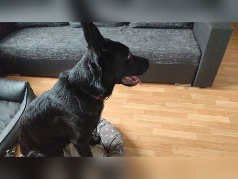 Schäferhund-Rüde Elio sucht dringend ein Zuhause