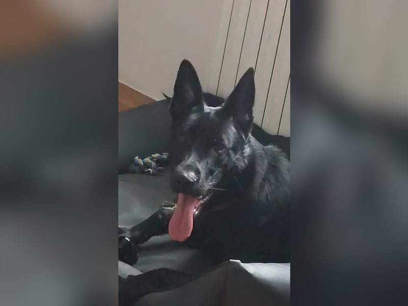 Schäferhund-Rüde Elio sucht dringend ein Zuhause
