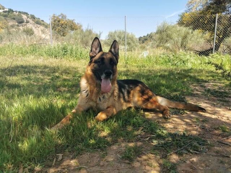 Curro (Spanien) - stattlicher Rüde zum Verlieben