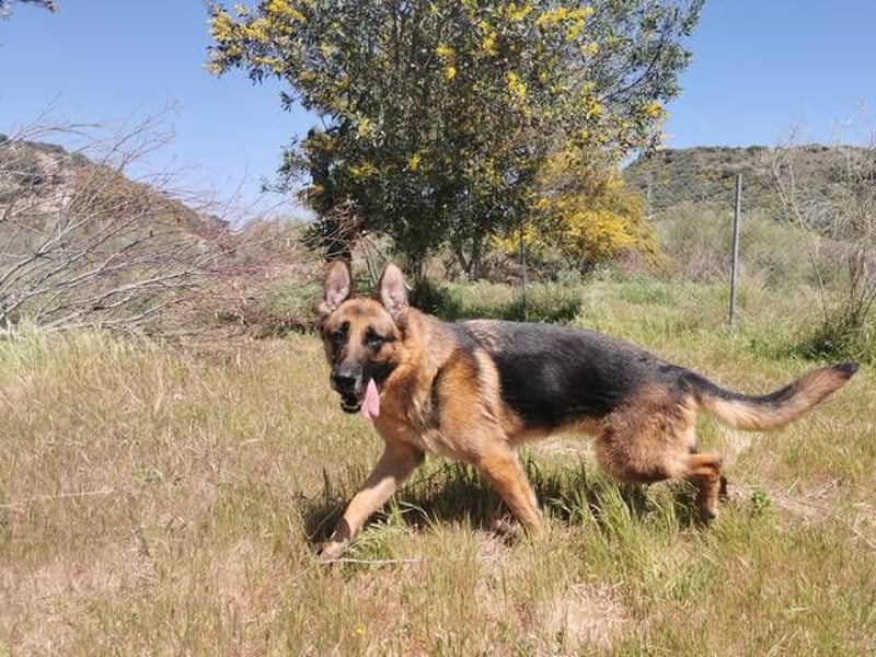 Curro (Spanien) - stattlicher Rüde zum Verlieben