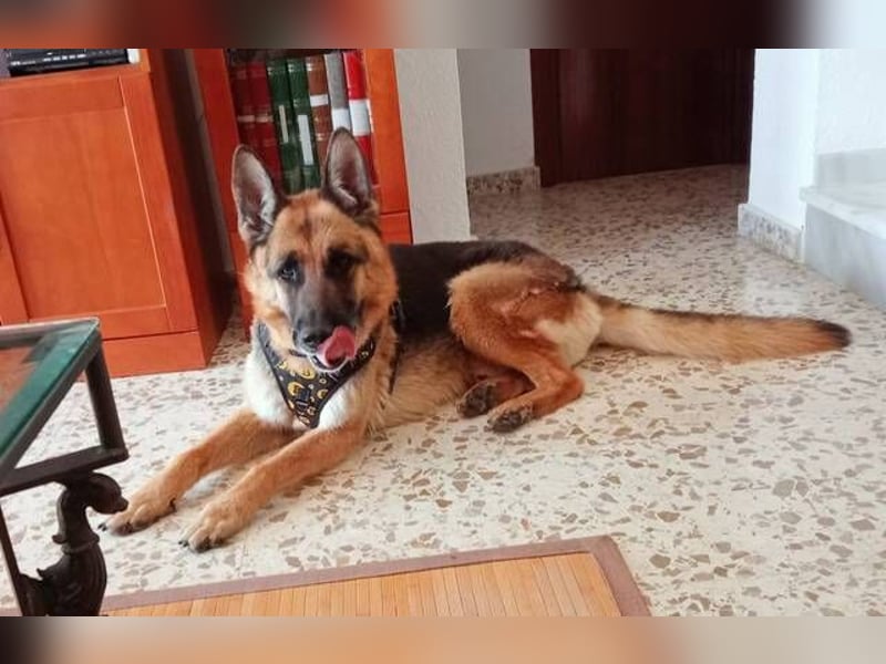 Curro (Spanien) - stattlicher Rüde zum Verlieben