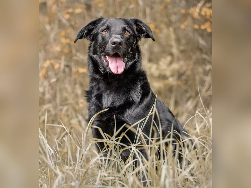 PAULI - Freundlicher Schäferhund sucht erfahrenes Zuhause
