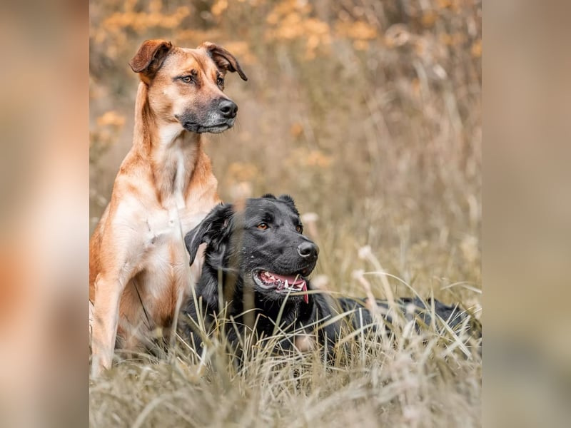 PAULI - Freundlicher Schäferhund sucht erfahrenes Zuhause