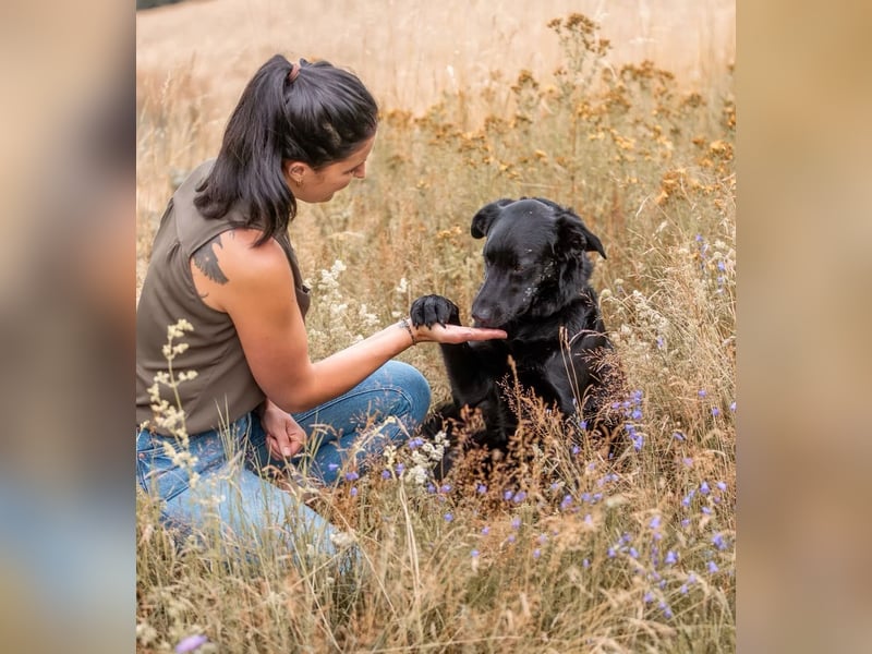 PAULI - Freundlicher Schäferhund sucht erfahrenes Zuhause