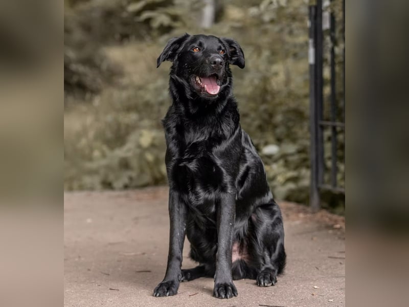 PAULI - Freundlicher Schäferhund sucht erfahrenes Zuhause