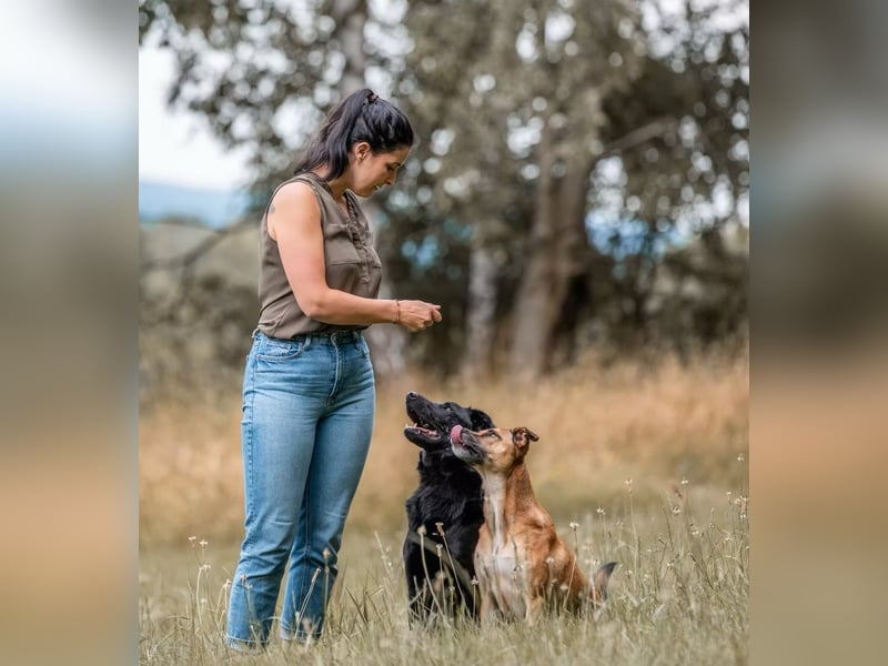 PAULI - Freundlicher Schäferhund sucht erfahrenes Zuhause