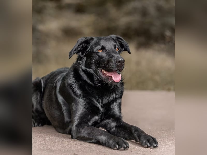 PAULI - Freundlicher Schäferhund sucht erfahrenes Zuhause