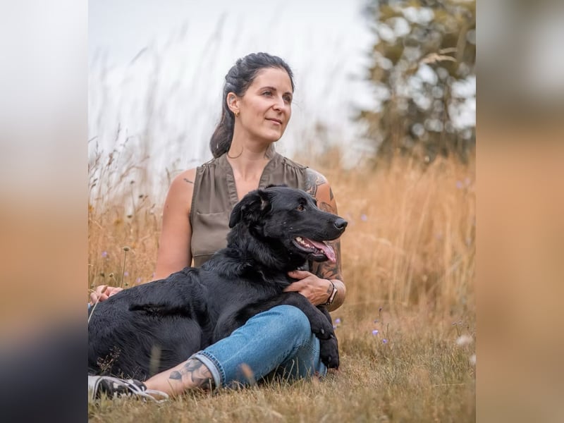 PAULI - Freundlicher Schäferhund sucht erfahrenes Zuhause