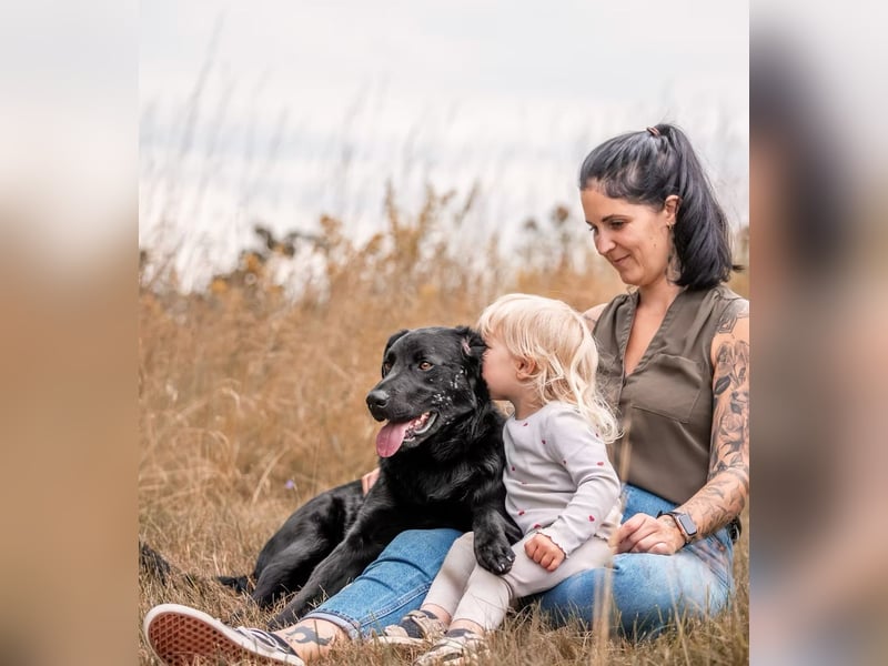 PAULI - Freundlicher Schäferhund sucht erfahrenes Zuhause