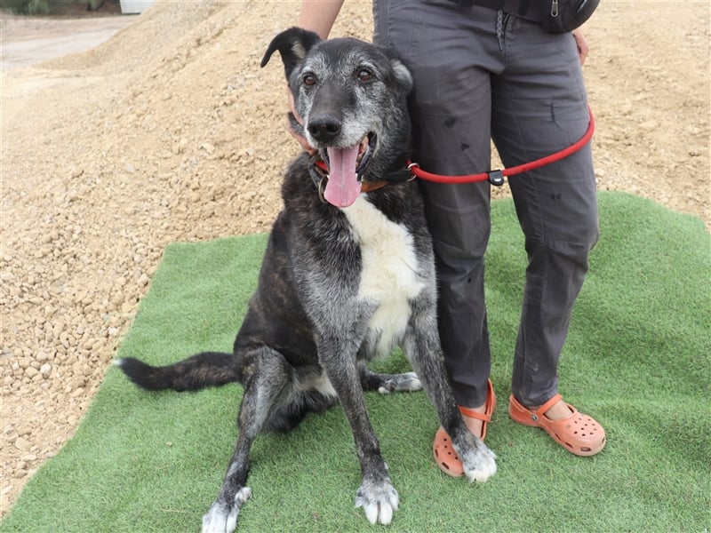 Pantufa, Mix Schäferhund / Labrador, lieb und verträglich